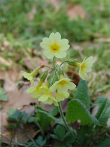 Schlüsselblume