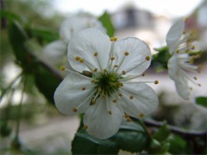 Weichselblüte